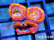 画像1: 【サンゴ】【通販】【オーストラリア産】カクオオトゲキクメイシ (Rainbow)（個体販売）No.59（生体）（サンゴ） (1)