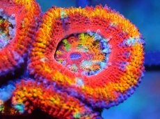 画像2: 【サンゴ】【通販】【オーストラリア産】カクオオトゲキクメイシ (Rainbow)（個体販売）No.59（生体）（サンゴ） (2)