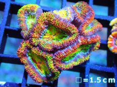 画像1: 【サンゴ】【通販】【オーストラリア産】カクオオトゲキクメイシ (Rainbow)（個体販売）No.60（生体）（サンゴ） (1)