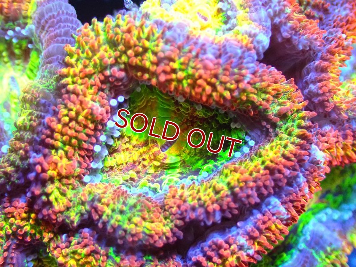 画像2: 【サンゴ】【通販】【オーストラリア産】カクオオトゲキクメイシ (Rainbow)（個体販売）No.60（生体）（サンゴ） (2)