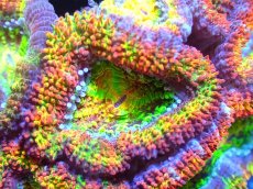 画像2: 【サンゴ】【通販】【オーストラリア産】カクオオトゲキクメイシ (Rainbow)（個体販売）No.60（生体）（サンゴ） (2)