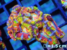 画像1: 【サンゴ】【通販】【オーストラリア産】カクオオトゲキクメイシ (Rainbow)（個体販売）No.61（生体）（サンゴ） (1)