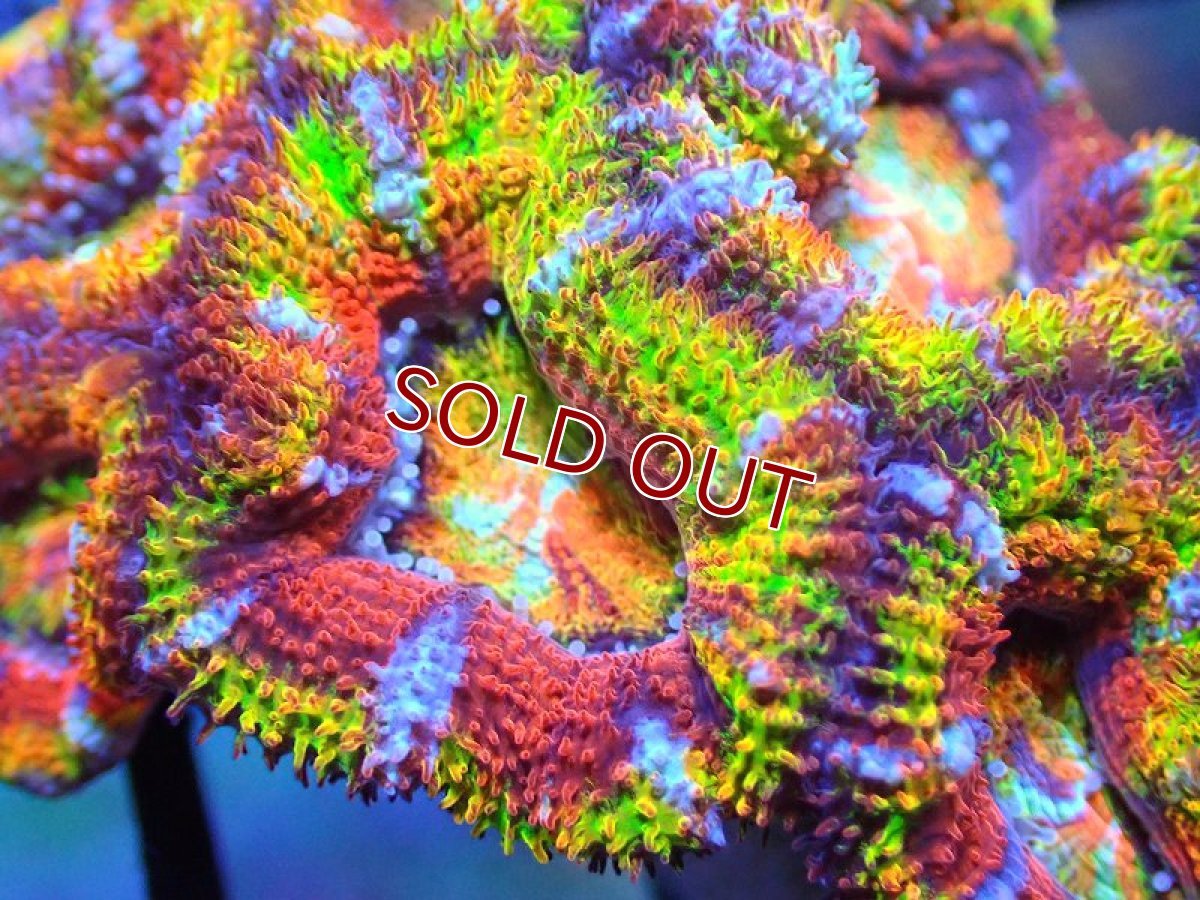 画像2: 【サンゴ】【通販】【オーストラリア産】カクオオトゲキクメイシ (Rainbow)（個体販売）No.61（生体）（サンゴ） (2)
