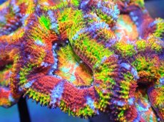 画像2: 【サンゴ】【通販】【オーストラリア産】カクオオトゲキクメイシ (Rainbow)（個体販売）No.61（生体）（サンゴ） (2)