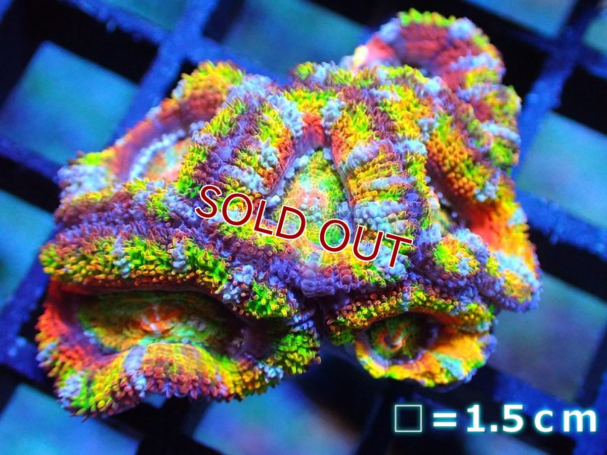 画像1: 【サンゴ】【通販】【オーストラリア産】カクオオトゲキクメイシ (Rainbow)（個体販売）No.62（生体）（サンゴ） (1)