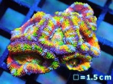 画像1: 【サンゴ】【通販】【オーストラリア産】カクオオトゲキクメイシ (Rainbow)（個体販売）No.62（生体）（サンゴ） (1)