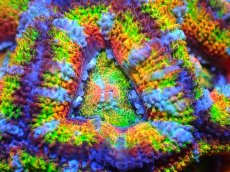 画像2: 【サンゴ】【通販】【オーストラリア産】カクオオトゲキクメイシ (Rainbow)（個体販売）No.62（生体）（サンゴ） (2)