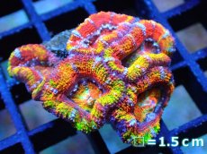 画像1: 【サンゴ】【通販】【オーストラリア産】カクオオトゲキクメイシ (Rainbow)（個体販売）No.63（生体）（サンゴ） (1)