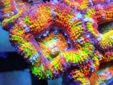 画像2: 【サンゴ】【通販】【オーストラリア産】カクオオトゲキクメイシ (Rainbow)（個体販売）No.63（生体）（サンゴ） (2)