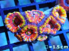 画像1: 【サンゴ】【通販】【オーストラリア産】カクオオトゲキクメイシ (Rainbow)（個体販売）No.64（生体）（サンゴ） (1)