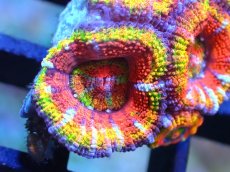 画像2: 【サンゴ】【通販】【オーストラリア産】カクオオトゲキクメイシ (Rainbow)（個体販売）No.64（生体）（サンゴ） (2)