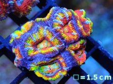 画像1: 【サンゴ】【通販】【オーストラリア産】カクオオトゲキクメイシ (Rainbow)（個体販売）No.65（生体）（サンゴ） (1)