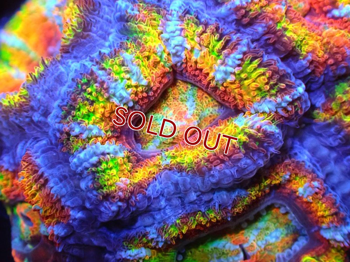 画像2: 【サンゴ】【通販】【オーストラリア産】カクオオトゲキクメイシ (Rainbow)（個体販売）No.65（生体）（サンゴ） (2)