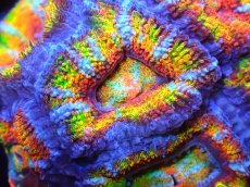 画像2: 【サンゴ】【通販】【オーストラリア産】カクオオトゲキクメイシ (Rainbow)（個体販売）No.65（生体）（サンゴ） (2)