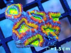画像1: 【サンゴ】【通販】【オーストラリア産】カクオオトゲキクメイシ (Rainbow)（個体販売）No.66（生体）（サンゴ） (1)