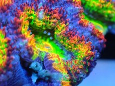 画像2: 【サンゴ】【通販】【オーストラリア産】カクオオトゲキクメイシ (Rainbow)（個体販売）No.66（生体）（サンゴ） (2)