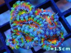 画像1: 【サンゴ】【通販】【オーストラリア産】カクオオトゲキクメイシ (Rainbow)（個体販売）No.67（生体）（サンゴ） (1)