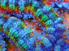 画像2: 【サンゴ】【通販】【オーストラリア産】カクオオトゲキクメイシ (Rainbow)（個体販売）No.67（生体）（サンゴ） (2)