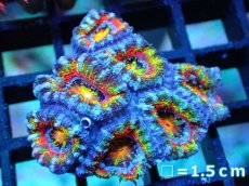 画像1: 【サンゴ】【通販】【オーストラリア産】カクオオトゲキクメイシ (Rainbow)（個体販売）No.68（生体）（サンゴ） (1)