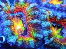 画像2: 【サンゴ】【通販】【オーストラリア産】カクオオトゲキクメイシ (Rainbow)（個体販売）No.68（生体）（サンゴ） (2)