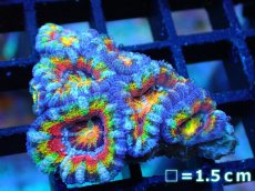画像1: 【サンゴ】【通販】【オーストラリア産】カクオオトゲキクメイシ (Rainbow)（個体販売）No.69（生体）（サンゴ） (1)