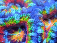 画像2: 【サンゴ】【通販】【オーストラリア産】カクオオトゲキクメイシ (Rainbow)（個体販売）No.69（生体）（サンゴ） (2)