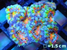 画像1: 【サンゴ】【通販】【オーストラリア産】カクオオトゲキクメイシ (Rainbow)（個体販売）No.70（生体）（サンゴ） (1)