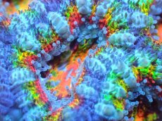 画像2: 【サンゴ】【通販】【オーストラリア産】カクオオトゲキクメイシ (Rainbow)（個体販売）No.70（生体）（サンゴ） (2)