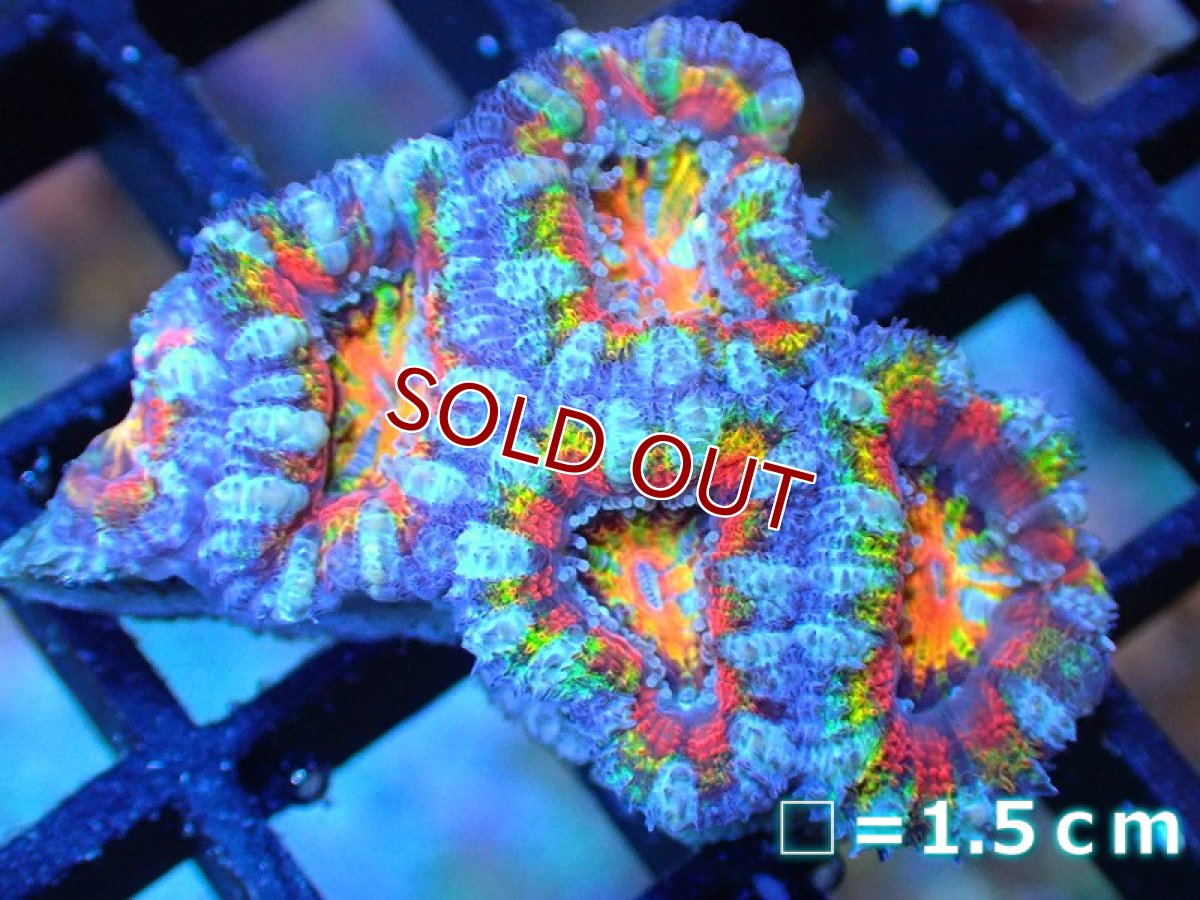 画像1: 【サンゴ】【通販】【オーストラリア産】カクオオトゲキクメイシ (Rainbow)（個体販売）No.71（生体）（サンゴ） (1)
