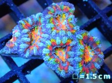 画像1: 【サンゴ】【通販】【オーストラリア産】カクオオトゲキクメイシ (Rainbow)（個体販売）No.71（生体）（サンゴ） (1)
