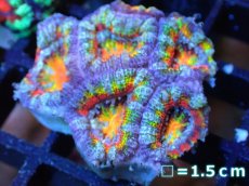 画像1: 【サンゴ】【通販】【オーストラリア産】カクオオトゲキクメイシ (Rainbow)（個体販売）No.72（生体）（サンゴ） (1)