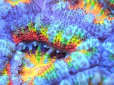 画像2: 【サンゴ】【通販】【オーストラリア産】カクオオトゲキクメイシ (Rainbow)（個体販売）No.72（生体）（サンゴ） (2)