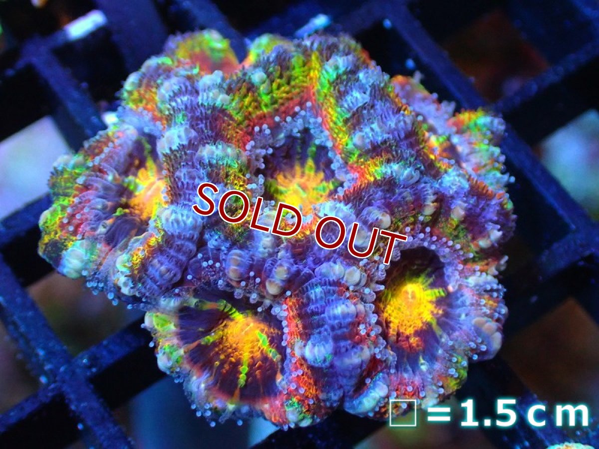 画像1: 【サンゴ】【通販】【オーストラリア産】カクオオトゲキクメイシ (Rainbow)（個体販売）No.73（生体）（サンゴ） (1)