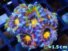 画像1: 【サンゴ】【通販】【オーストラリア産】カクオオトゲキクメイシ (Rainbow)（個体販売）No.73（生体）（サンゴ） (1)