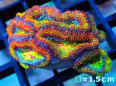 画像1: 【サンゴ】【通販】【オーストラリア産】カクオオトゲキクメイシ (Rainbow)（個体販売）No.74（生体）（サンゴ） (1)