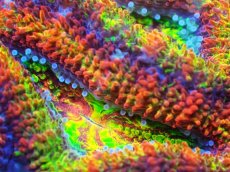 画像2: 【サンゴ】【通販】【オーストラリア産】カクオオトゲキクメイシ (Rainbow)（個体販売）No.74（生体）（サンゴ） (2)