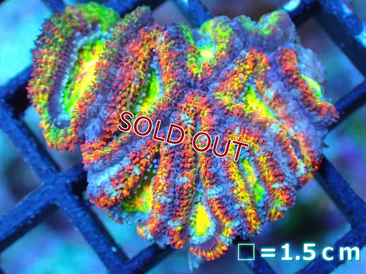 画像1: 【サンゴ】【通販】【オーストラリア産】カクオオトゲキクメイシ (Rainbow)（個体販売）No.75（生体）（サンゴ） (1)