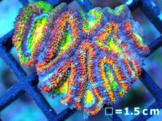 画像1: 【サンゴ】【通販】【オーストラリア産】カクオオトゲキクメイシ (Rainbow)（個体販売）No.75（生体）（サンゴ） (1)