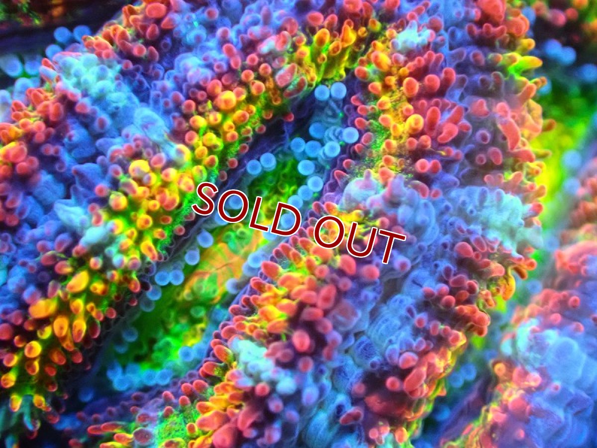 画像2: 【サンゴ】【通販】【オーストラリア産】カクオオトゲキクメイシ (Rainbow)（個体販売）No.75（生体）（サンゴ） (2)