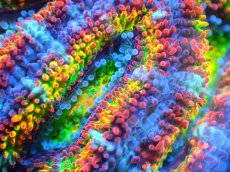 画像2: 【サンゴ】【通販】【オーストラリア産】カクオオトゲキクメイシ (Rainbow)（個体販売）No.75（生体）（サンゴ） (2)
