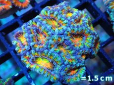 画像1: 【サンゴ】【通販】【オーストラリア産】カクオオトゲキクメイシ (Rainbow)（個体販売）No.76（生体）（サンゴ） (1)