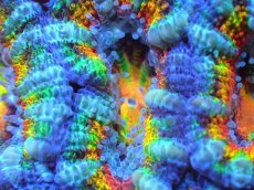 画像2: 【サンゴ】【通販】【オーストラリア産】カクオオトゲキクメイシ (Rainbow)（個体販売）No.76（生体）（サンゴ） (2)
