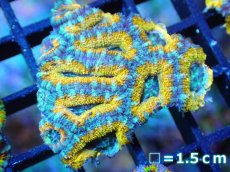 画像1: 【サンゴ】【通販】【オーストラリア産】カクオオトゲキクメイシ (Yellow/Ultra)（個体販売）No.77（生体）（サンゴ） (1)