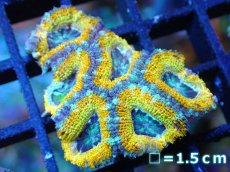 画像1: 【サンゴ】【通販】【オーストラリア産】カクオオトゲキクメイシ (Yellow/Ultra)（個体販売）No.78（生体）（サンゴ） (1)