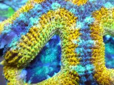 画像2: 【サンゴ】【通販】【オーストラリア産】カクオオトゲキクメイシ (Yellow/Ultra)（個体販売）No.78（生体）（サンゴ） (2)