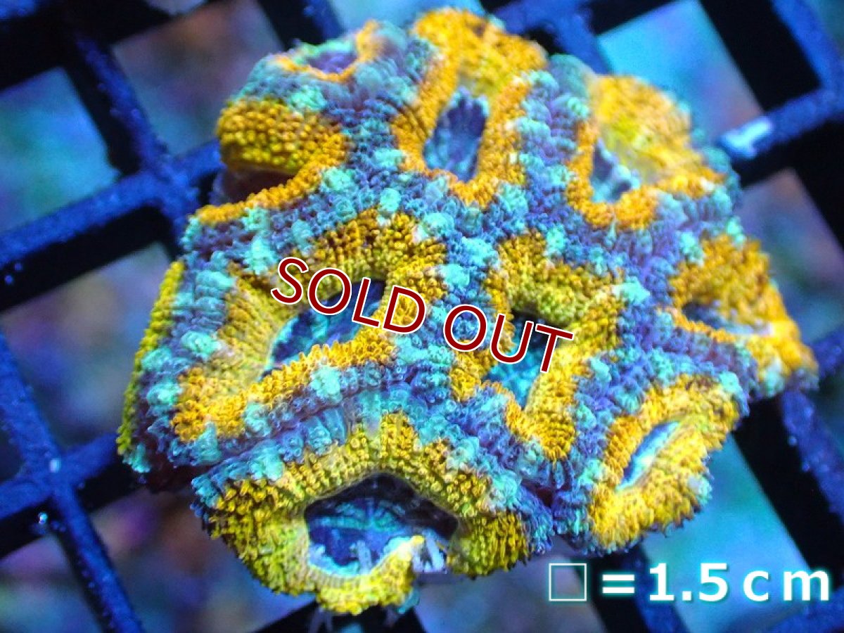 画像1: 【サンゴ】【通販】【オーストラリア産】カクオオトゲキクメイシ (Yellow/Ultra)（個体販売）No.79（生体）（サンゴ） (1)