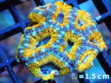 画像1: 【サンゴ】【通販】【オーストラリア産】カクオオトゲキクメイシ (Yellow/Ultra)（個体販売）No.79（生体）（サンゴ） (1)