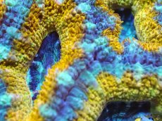画像2: 【サンゴ】【通販】【オーストラリア産】カクオオトゲキクメイシ (Yellow/Ultra)（個体販売）No.79（生体）（サンゴ） (2)