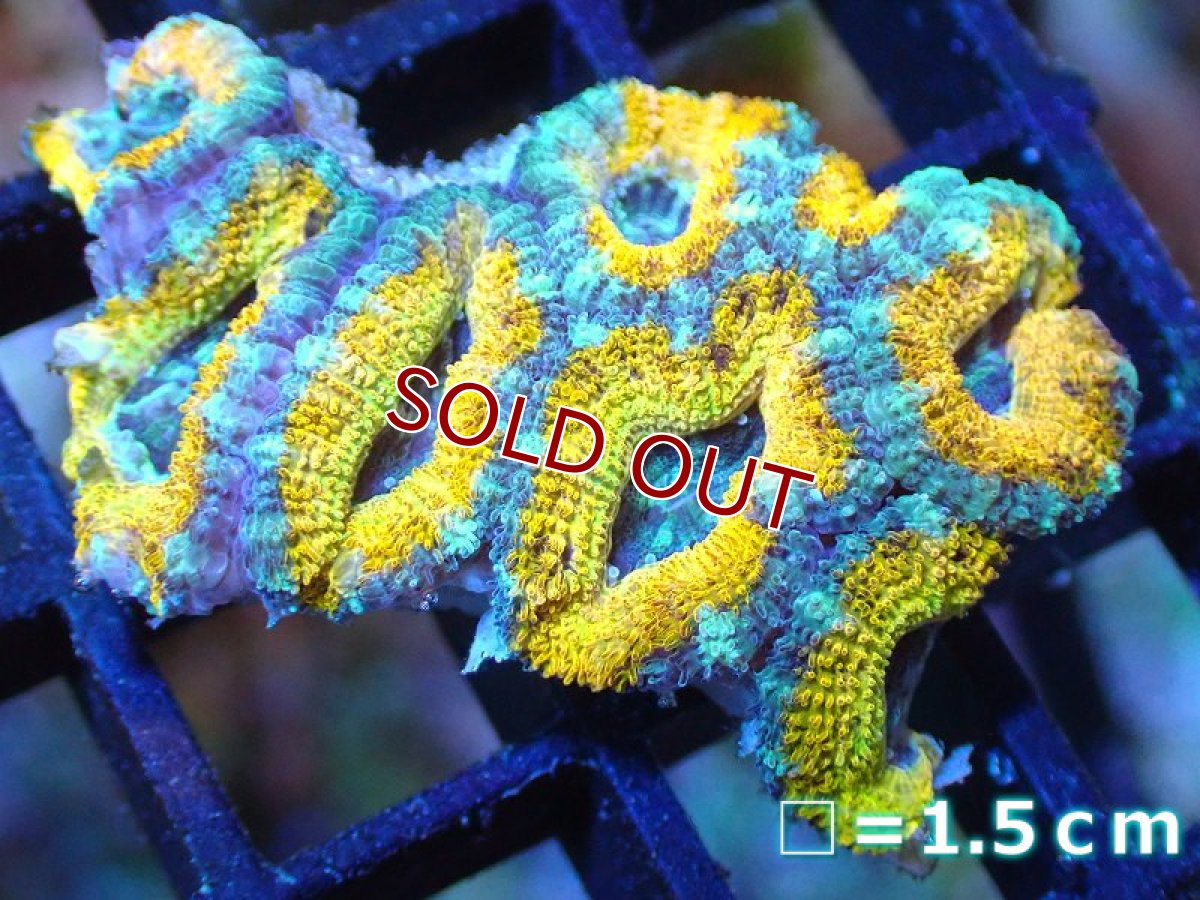 画像1: 【サンゴ】【通販】【オーストラリア産】カクオオトゲキクメイシ (Yellow/Ultra)（個体販売）No.80（生体）（サンゴ） (1)