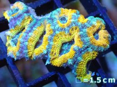 画像1: 【サンゴ】【通販】【オーストラリア産】カクオオトゲキクメイシ (Yellow/Ultra)（個体販売）No.80（生体）（サンゴ） (1)